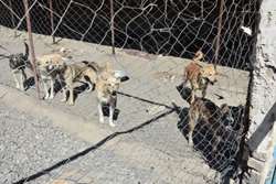واکسیناسیون رایگان 430 قلاده سگ علیه بیماری هاری در مرکز CNVR شهرستان طرقبه شاندیز